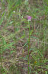 Purple milkwort